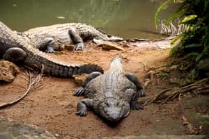Крокодилы в парке Ла Ваниль