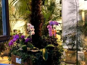 Цветущие орхидее в Царицынских оранжереях