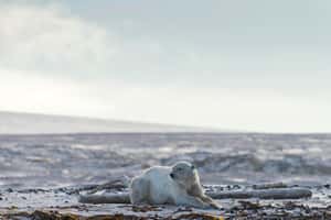 Архипелаг Шпицберген - одно из немногих мест в мире, где можно увидеть белых медведей в дикой природе