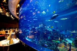 Подводные ресторан Аль-Махара в отеле Парус