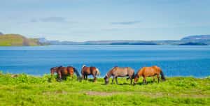 Лошади гуляют на лугах Исландии, у озера Миватн