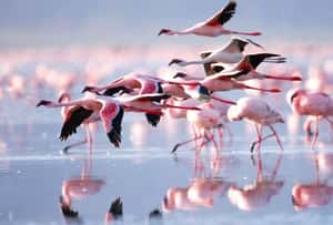 Прекрасные фламинго в лагуне Джерба, Тунис