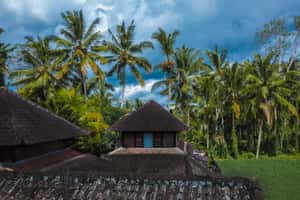 Pole Pole Bungalows, остров Мафия