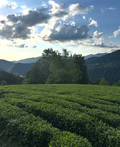 Чайная плантация