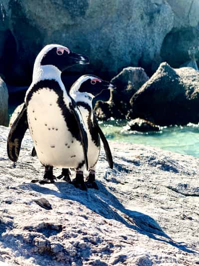 🐧 Болдерс-Бич — знакомство с пингвинами