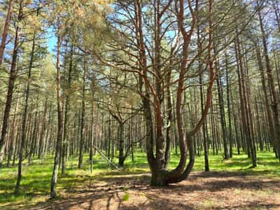Экскурсия на Куршскую косу и в Зеленоградск из Калининграда