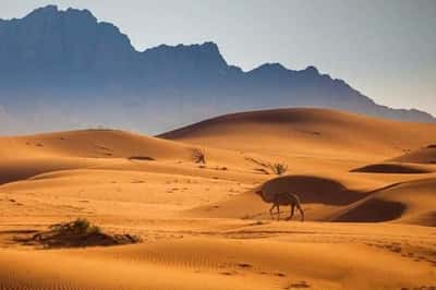Из Шарджи: Утреннее экстремальное сафари в пустыне Lah Bab