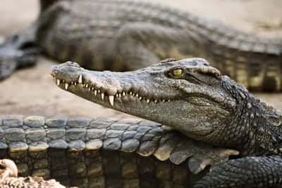Входной билет в Парк Рептилий «Bali Reptile Park» на 1 день