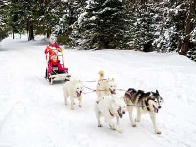 Хаски не на Аляске: питомник хаски «Северный»