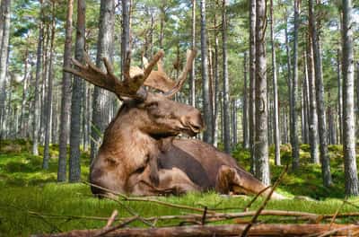 Путешествие на лосеферму из Костромы на автомобиле гида