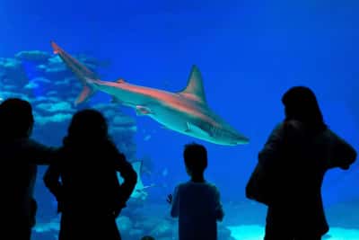 Абу-Даби: входной билет в SeaWorld с бесплатным трансфером