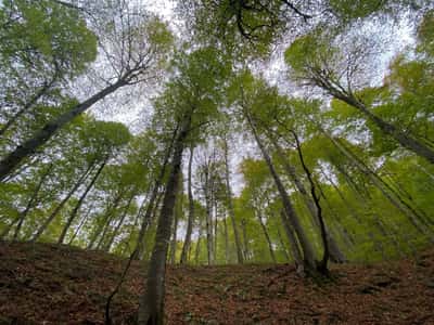 Эстония 100-летней давности в Таллине