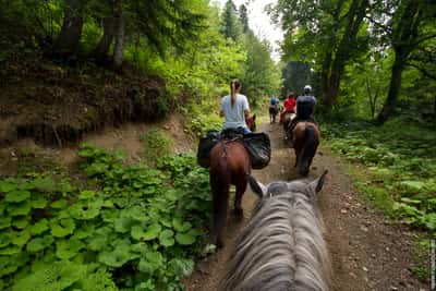 Конная прогулка в Адлере