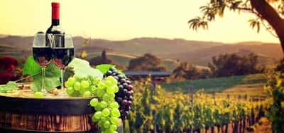 In vino veritas! Истина - в вине