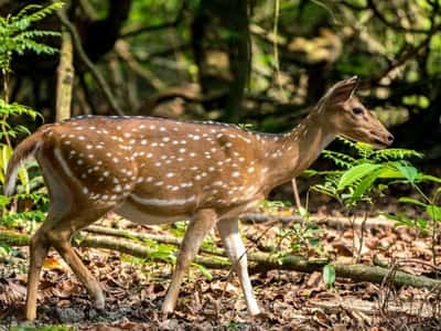 Приморский сафари-парк и бухта Стеклянная