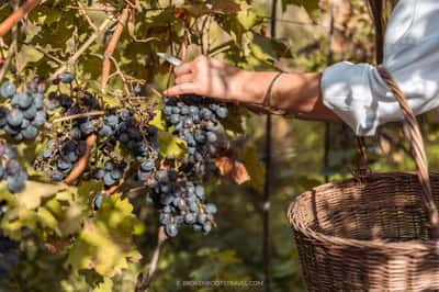 Ртвели в Кахетии: Праздник лозы и дегустаций