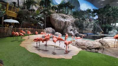 Абу-Даби: входной билет в SeaWorld с бесплатным трансфером