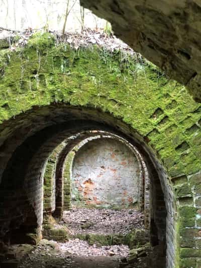 Автомобильная экскурсия в Окский заповедник «К журавлям и зубрам»