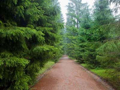 В Пушкинские Горы на выходные (2 дня)