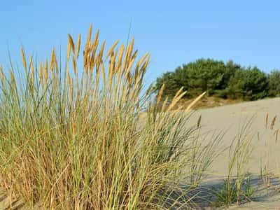 Куршская коса: вдохновение и перезагрузка