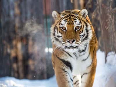 Приморский сафари-парк и бухта Стеклянная