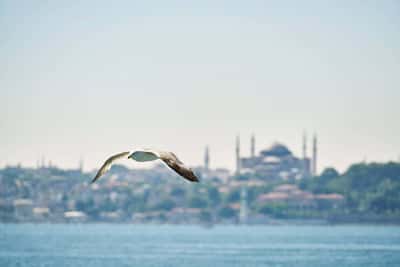 Непревзойденный Стамбул: Айя-София, Топкапы и Цистерна Базилика