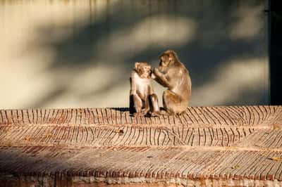 Входной билет в зоологический сад Bioparco di Roma