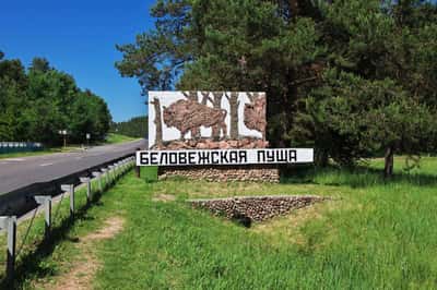 Трансфер из Бреста в Беловежскую пущу