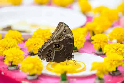 Мир бабочек: входной билет в Dubai Butterfly Garden