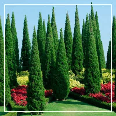 Слоновий питомник Пиннавеле, сад Перадения, озеро Канди