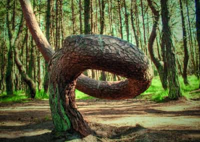 Куршская коса и замок Нойхаузен или «Шаакен Дорф» (из Светлогорска)