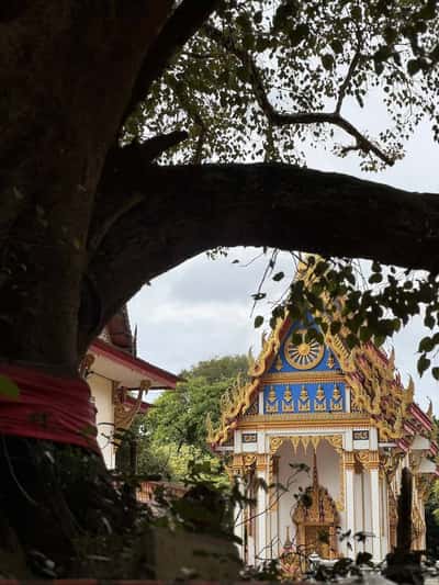 Программа с душой на Пхукете: философия буддизма и животные Таиланда