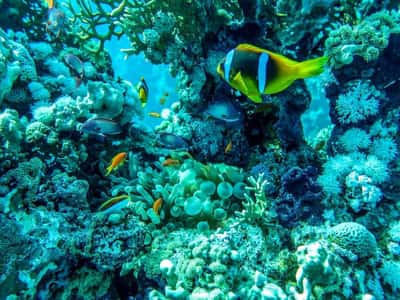 Сокровища Красного моря: Рас Мухаммед с берега и под водой