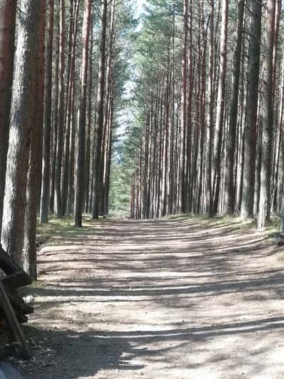 Куршская коса, замок Шаакен, кирха Святой Барбары, город Зеленоградск