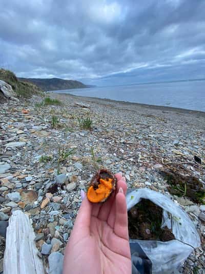 Эксклюзивная гастрономическая экскурсия «Охота на морского ежа»