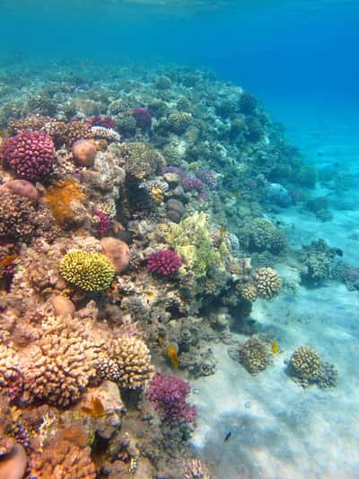 Погружение с аквалангом для новичков в сертифицированном дайвинг-центре