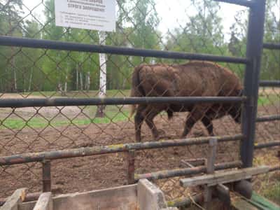 Автомобильная экскурсия в Окский заповедник «К журавлям и зубрам»