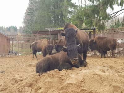 Экотур к зубрам и конная экскурсия
