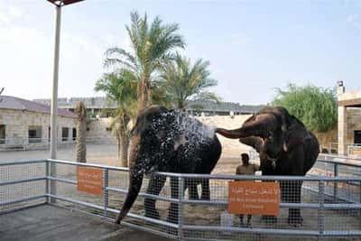 Зоопарк в Абу-Даби - Emirates Zoo