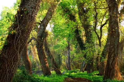 Джунгли Дагестана «- экскурсия в Самурский Лес» Купальный Тур