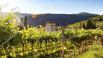 In vino veritas! Истина - в вине