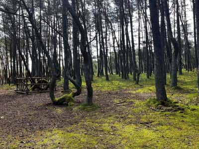 Сыроварня Шаакен Дорф, Куршская коса и Зеленоградск на микроавтобусе