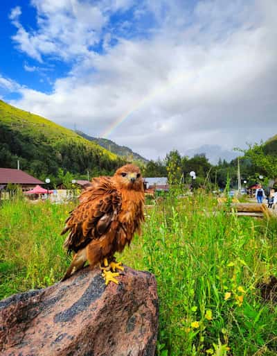 Эльбрус и Чегет, поляна Нарзанов, водопад Азау и ущелье Адыр суу