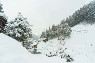 Однодневный тур к снежным обезьянам