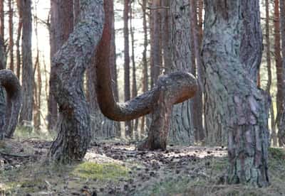 Куршская коса с автором книг-бестселлеров без пробок и толп