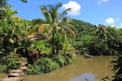 Остров Хайнань: тропический лес Янода и стеклянный мост