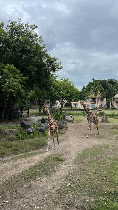 Сафари на джипе по парку Bali Safari and Marine park