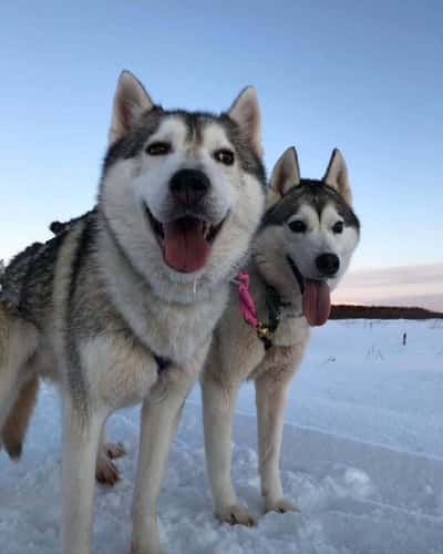 Зимний Бакуриани - катание на нартах и упряжках хаски