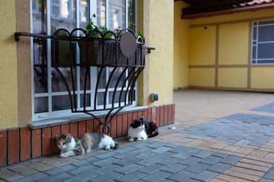 Куршская коса из Зеленоградска с дегустацией сыра и шоколада