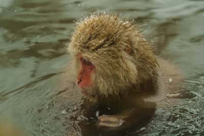 Однодневный тур к снежным обезьянам